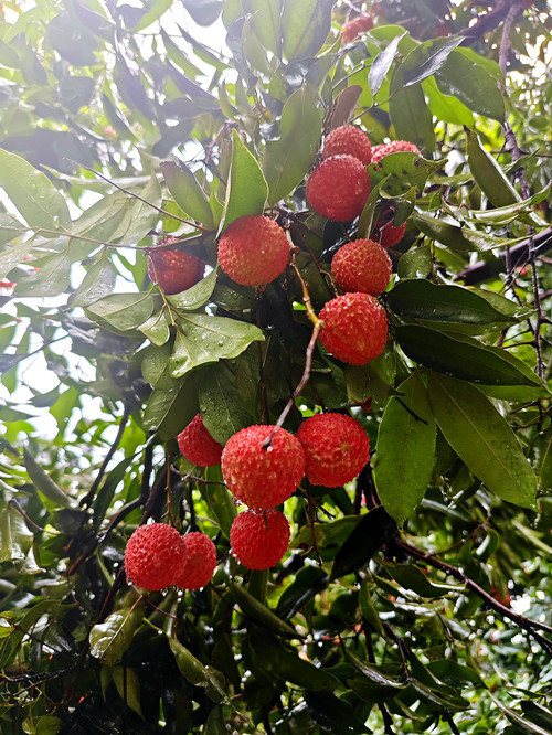 荔香满枝头，品尝荔枝甜1.jpg