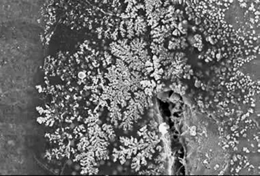公众号陶瓷电容电子显微镜下的银枝晶(SilverDendrite)生长图片，展示绝缘失效的微观机理_副本.jpg